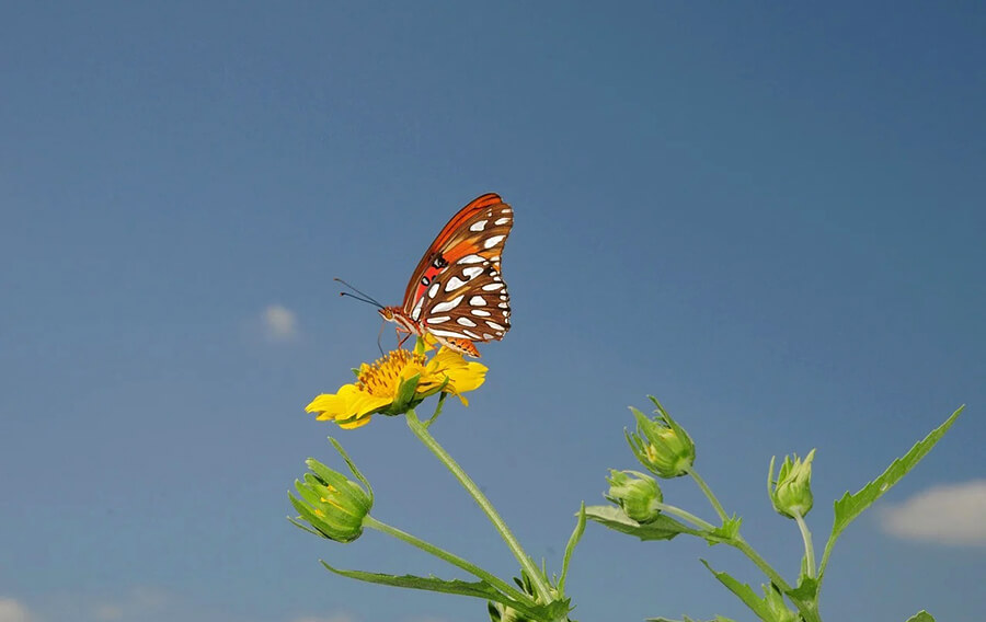 想象力对科学研究的作用
