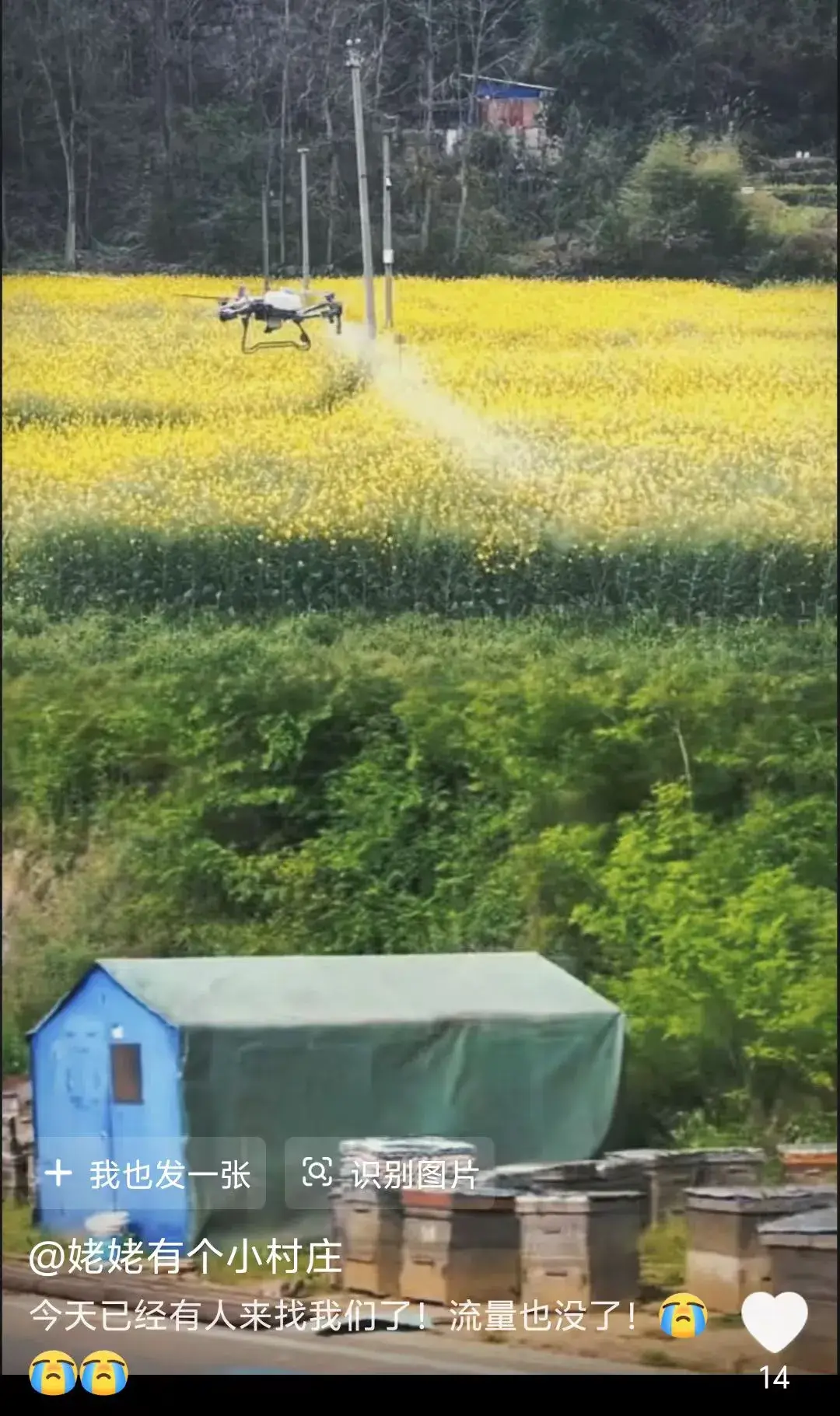 无人机撒农药危害蜜蜂