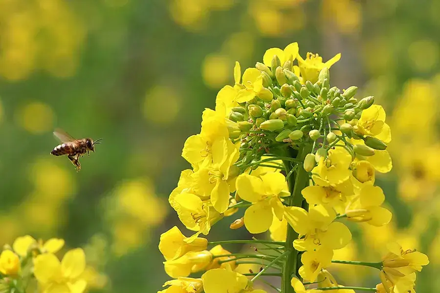 无人机给油菜花撒农药，误伤蜜蜂？