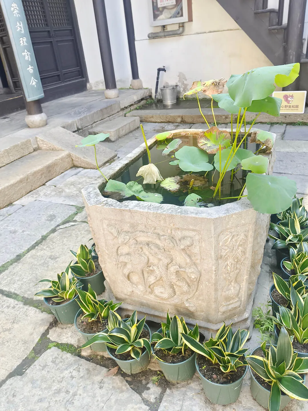 水缸中的荷花荷叶